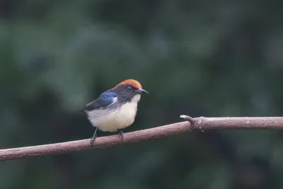 scarlet-backed flowerpecker (Dicaeum cruentatum) seen at Dosdewa in Karimganj, Assam, India