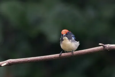 scarlet-backed flowerpecker (Dicaeum cruentatum) seen at Dosdewa in Karimganj, Assam, India