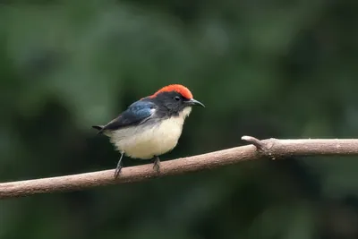 scarlet-backed flowerpecker (Dicaeum cruentatum) seen at Dosdewa in Karimganj, Assam, India