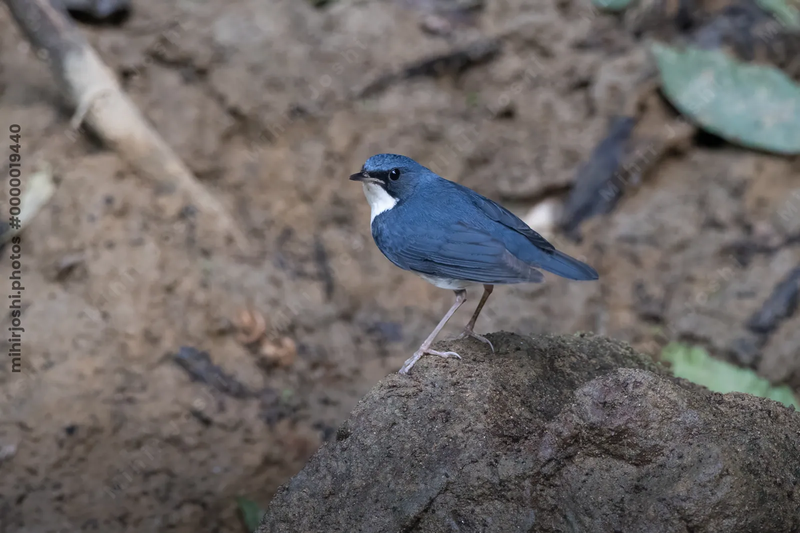 Siberian blue robin (Larvivora cyane) seen at Dosdewa in Karimganj, Assam, India