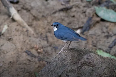 Siberian blue robin (Larvivora cyane) seen at Dosdewa in Karimganj, Assam, India