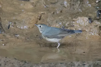 Siberian blue robin (Larvivora cyane) seen at Dosdewa in Karimganj, Assam, India