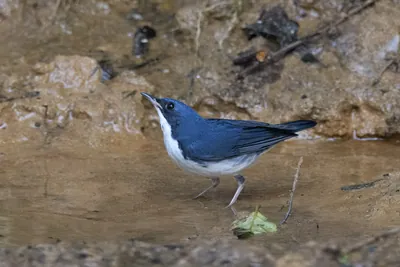 Siberian blue robin (Larvivora cyane) seen at Dosdewa in Karimganj, Assam, India
