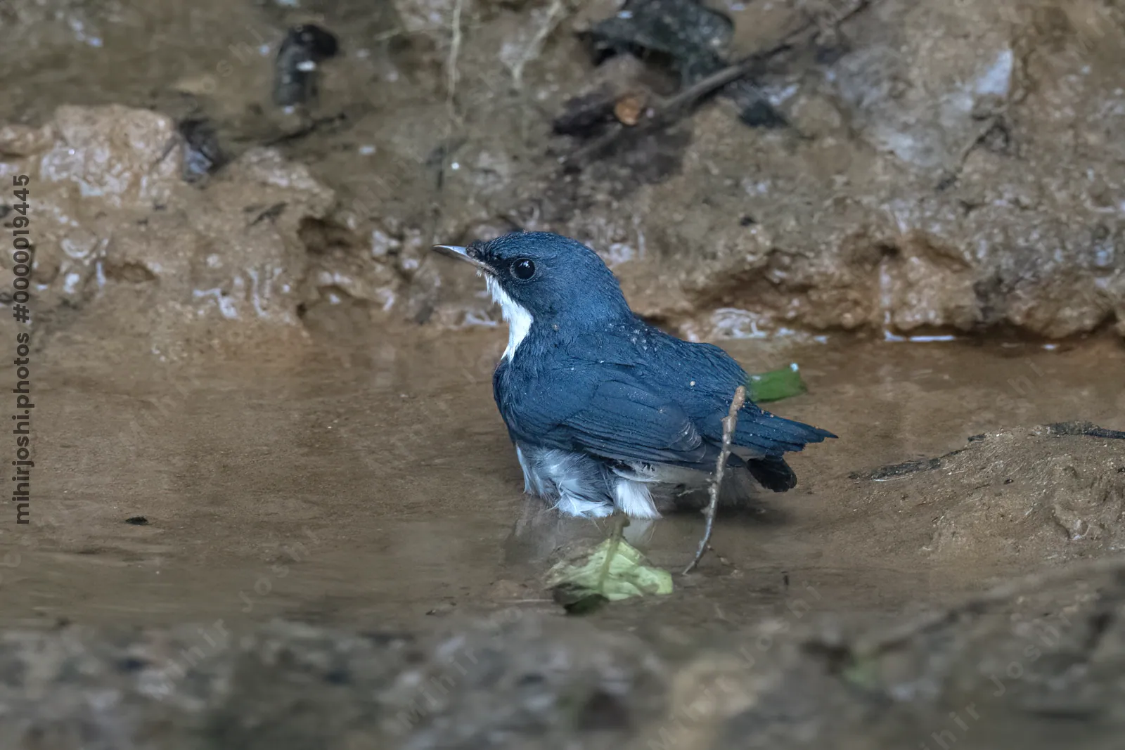 Siberian blue robin (Larvivora cyane) seen at Dosdewa in Karimganj, Assam, India