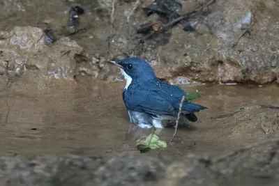 Siberian blue robin (Larvivora cyane) seen at Dosdewa in Karimganj, Assam, India
