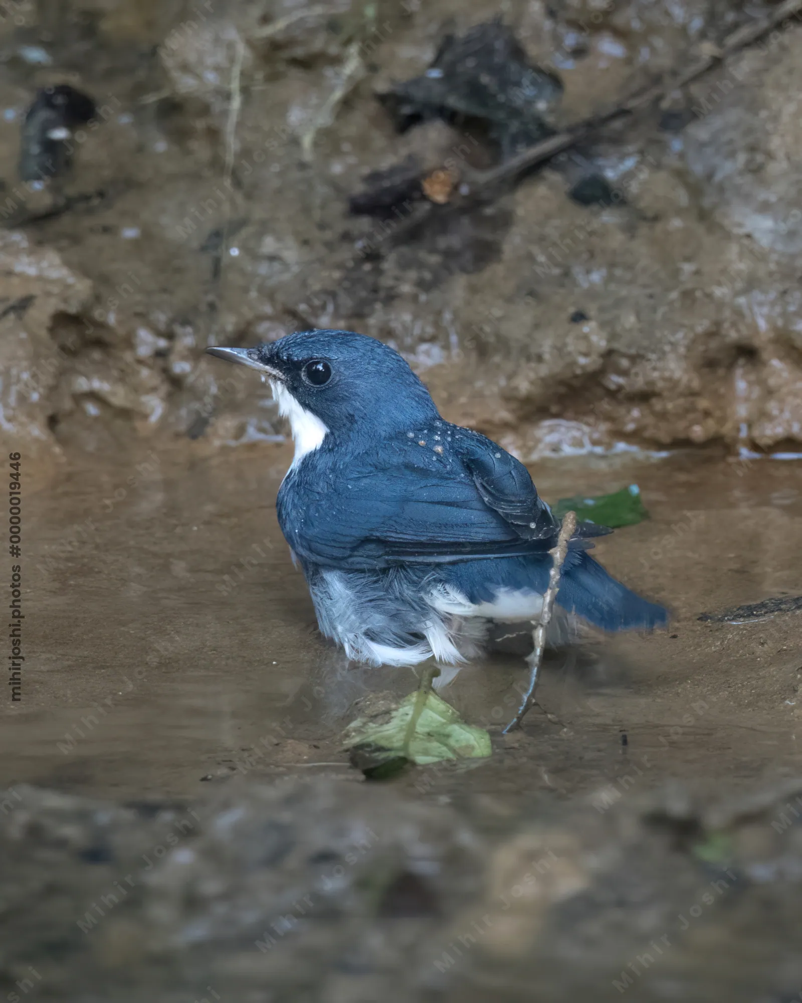 Siberian blue robin (Larvivora cyane) seen at Dosdewa in Karimganj, Assam, India