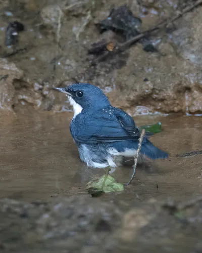 Siberian blue robin (Larvivora cyane) seen at Dosdewa in Karimganj, Assam, India