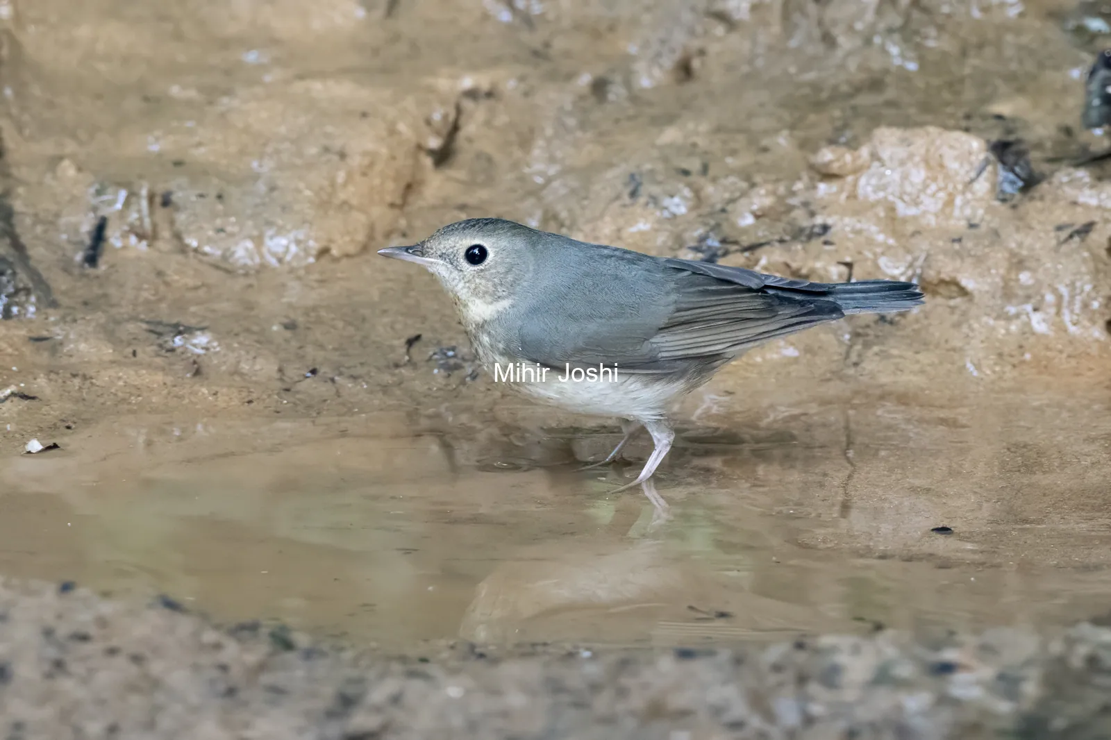 Siberian blue robin (Larvivora cyane) seen at Dosdewa in Karimganj, Assam, India