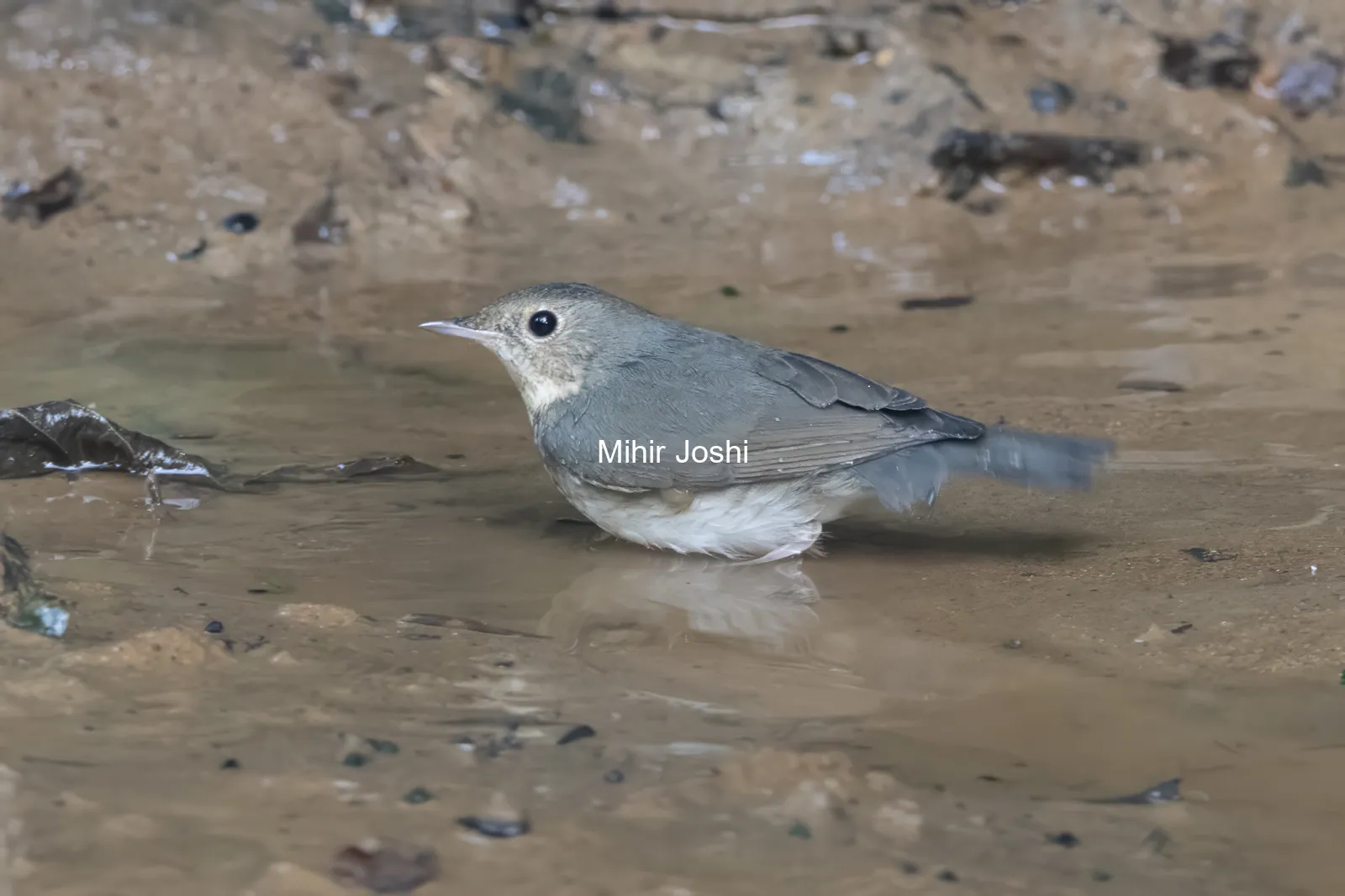 Siberian blue robin (Larvivora cyane) seen at Dosdewa in Karimganj, Assam, India