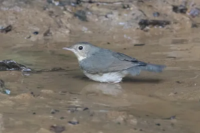 Siberian blue robin (Larvivora cyane) seen at Dosdewa in Karimganj, Assam, India