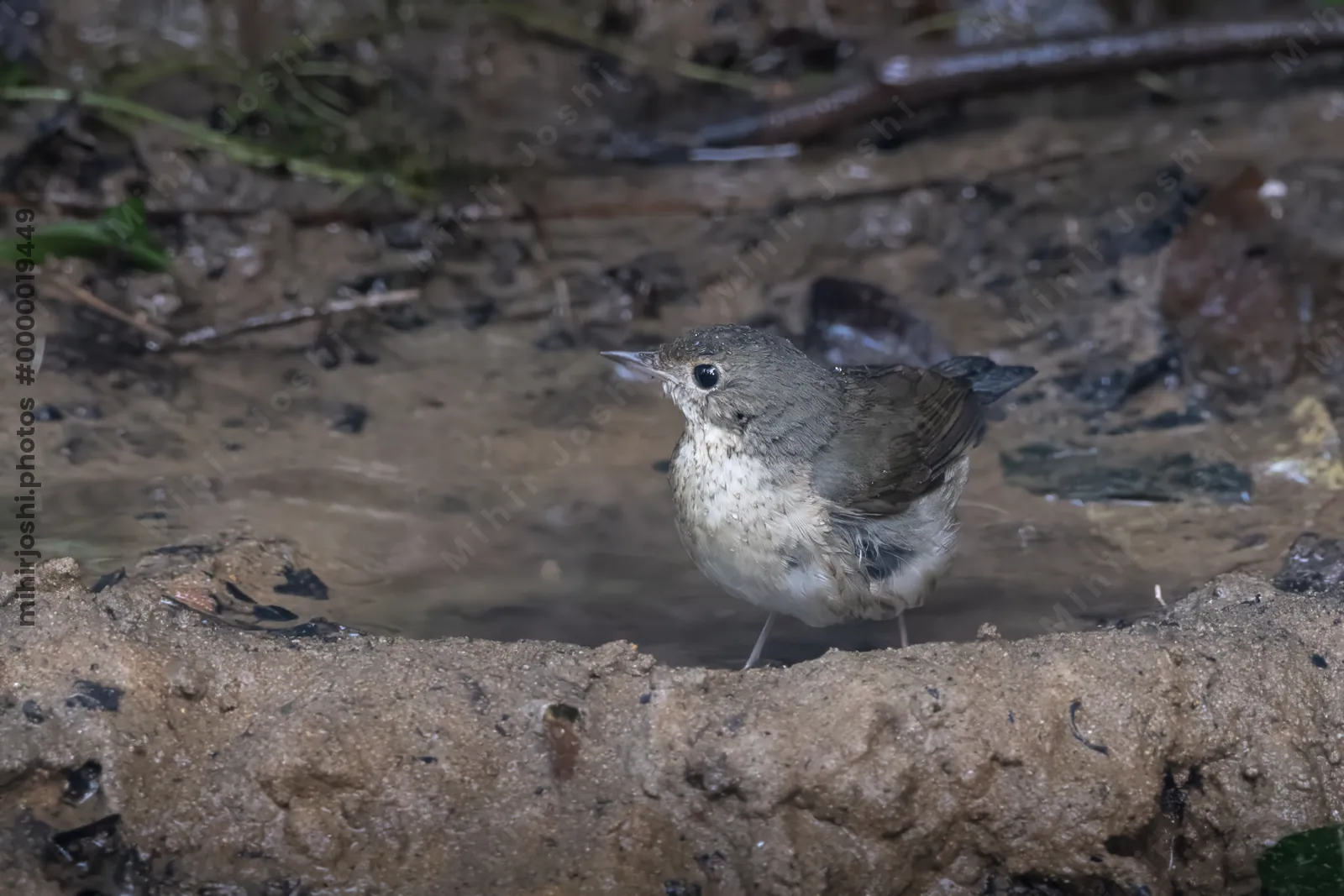 Siberian blue robin (Larvivora cyane) seen at Dosdewa in Karimganj, Assam, India