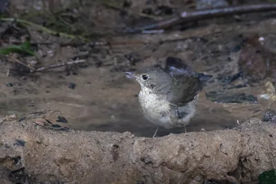 Siberian blue robin (Larvivora cyane) seen at Dosdewa in Karimganj, Assam, India