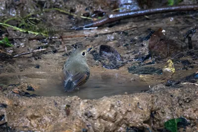 snowy-browed flycatcher (Ficedula hyperythra) seen at Dosdewa in Karimganj, Assam, India