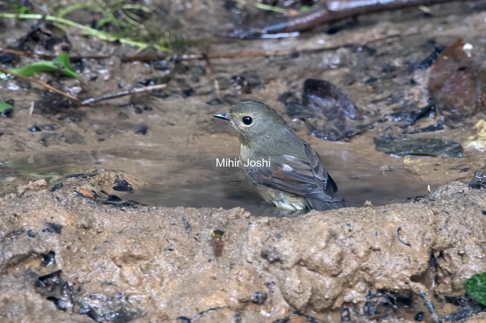 snowy-browed flycatcher (Ficedula hyperythra) seen at Dosdewa in Karimganj, Assam, India