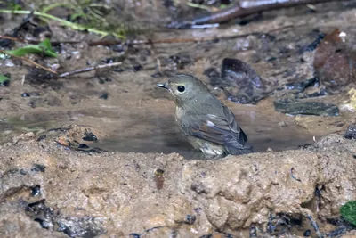 snowy-browed flycatcher (Ficedula hyperythra) seen at Dosdewa in Karimganj, Assam, India