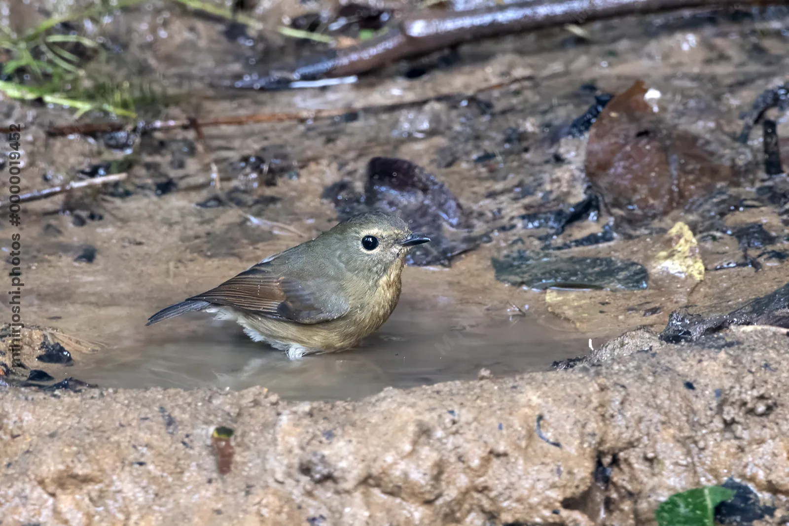 snowy-browed flycatcher (Ficedula hyperythra) seen at Dosdewa in Karimganj, Assam, India