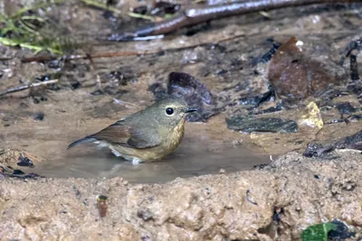 snowy-browed flycatcher (Ficedula hyperythra) seen at Dosdewa in Karimganj, Assam, India