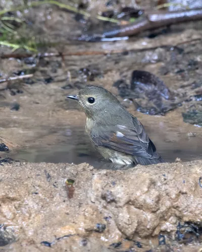 snowy-browed flycatcher (Ficedula hyperythra) seen at Dosdewa in Karimganj, Assam, India