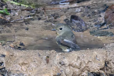 snowy-browed flycatcher (Ficedula hyperythra) seen at Dosdewa in Karimganj, Assam, India