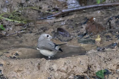 taiga flycatcher (Ficedula albicilla) seen at Dosdewa in Karimganj, Assam, India