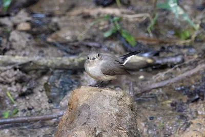 taiga flycatcher (Ficedula albicilla) seen at Dosdewa in Karimganj, Assam, India