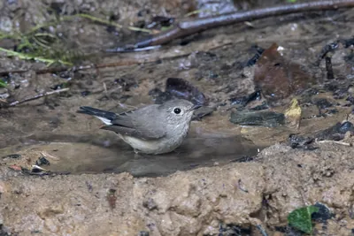 taiga flycatcher (Ficedula albicilla) seen at Dosdewa in Karimganj, Assam, India