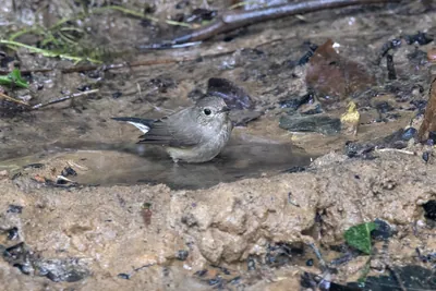 taiga flycatcher (Ficedula albicilla) seen at Dosdewa in Karimganj, Assam, India