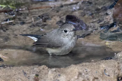 taiga flycatcher (Ficedula albicilla) seen at Dosdewa in Karimganj, Assam, India