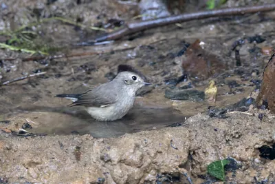 taiga flycatcher (Ficedula albicilla) seen at Dosdewa in Karimganj, Assam, India