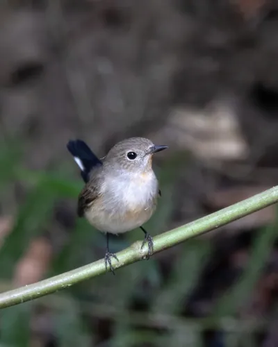 taiga flycatcher (Ficedula albicilla) seen at Dosdewa in Karimganj, Assam, India