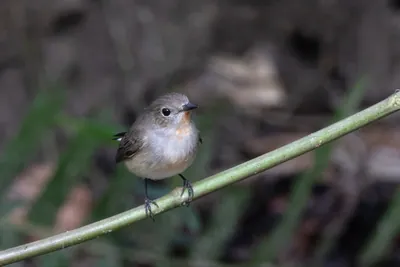 taiga flycatcher (Ficedula albicilla) seen at Dosdewa in Karimganj, Assam, India