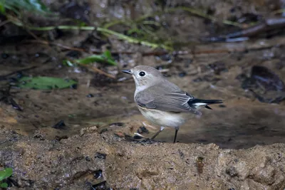 taiga flycatcher (Ficedula albicilla) seen at Dosdewa in Karimganj, Assam, India
