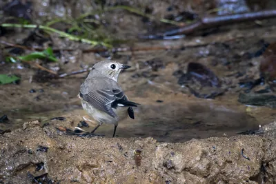 taiga flycatcher (Ficedula albicilla) seen at Dosdewa in Karimganj, Assam, India