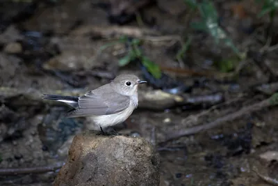 taiga flycatcher (Ficedula albicilla) seen at Dosdewa in Karimganj, Assam, India