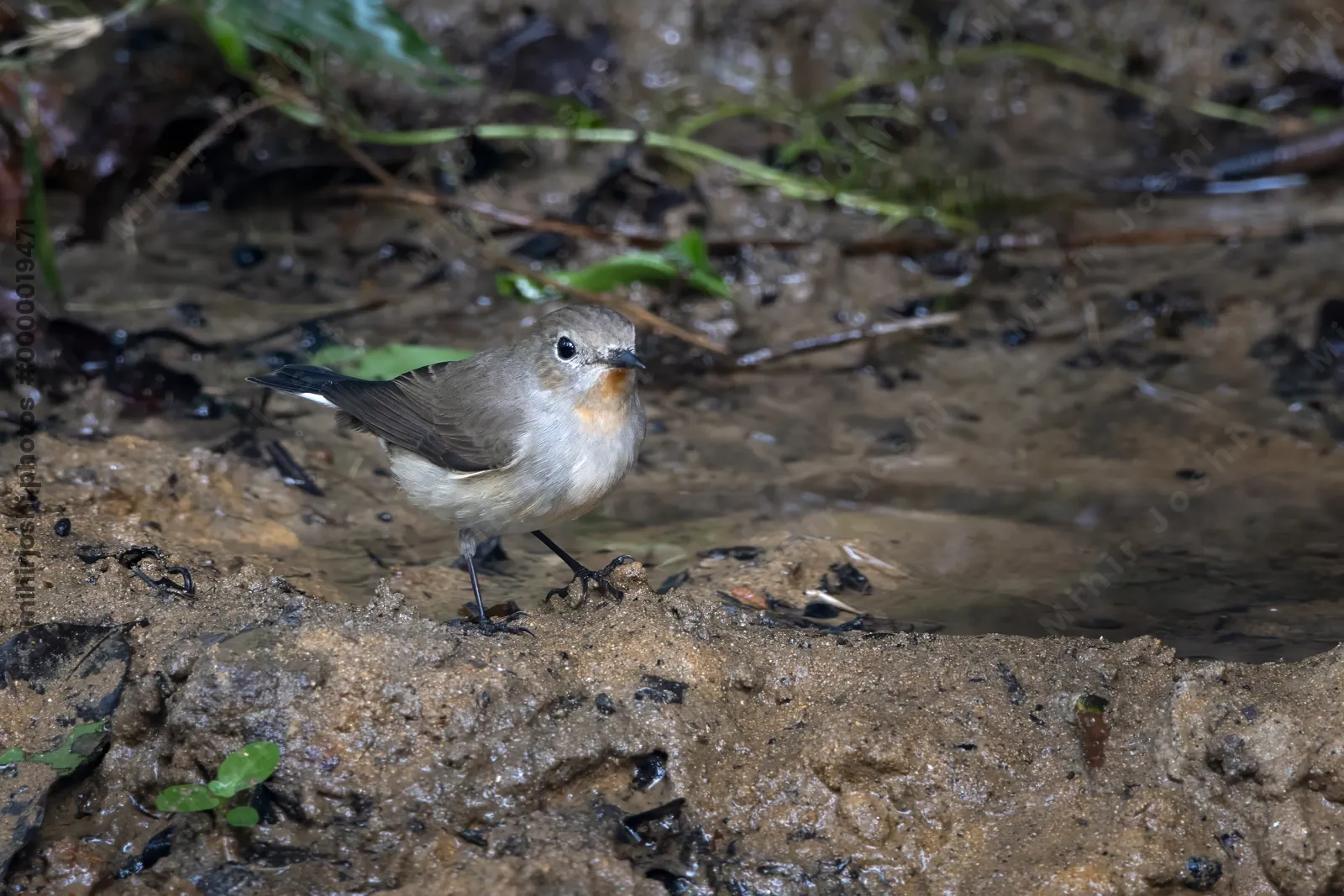 taiga flycatcher (Ficedula albicilla) seen at Dosdewa in Karimganj, Assam, India