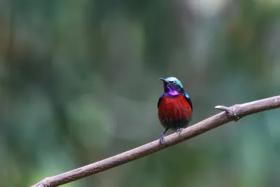 Van Hasselt's sunbird (Leptocoma brasiliana) seen at Dosdewa in Karimganj, Assam, India