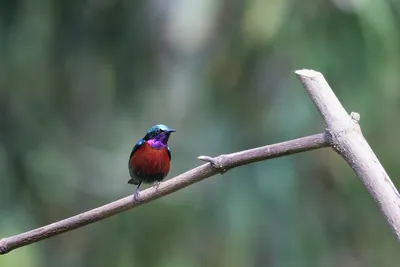 Van Hasselt's sunbird (Leptocoma brasiliana) seen at Dosdewa in Karimganj, Assam, India