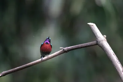 Van Hasselt's sunbird (Leptocoma brasiliana) seen at Dosdewa in Karimganj, Assam, India