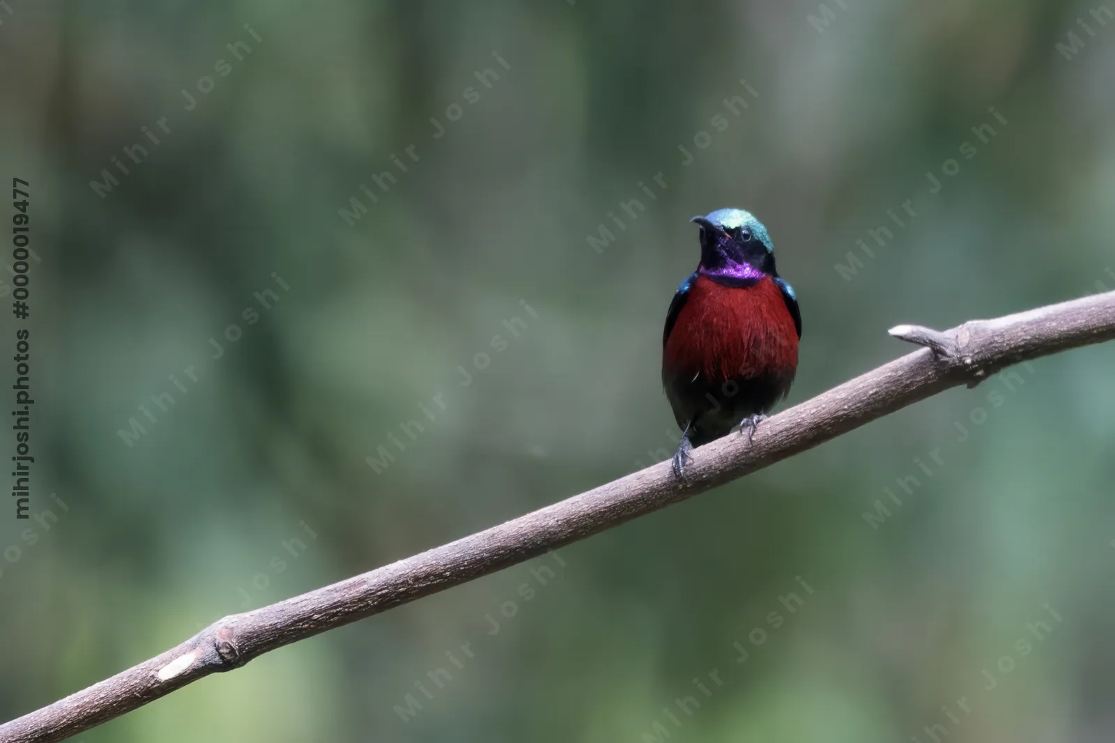Van Hasselt's sunbird (Leptocoma brasiliana) seen at Dosdewa in Karimganj, Assam, India