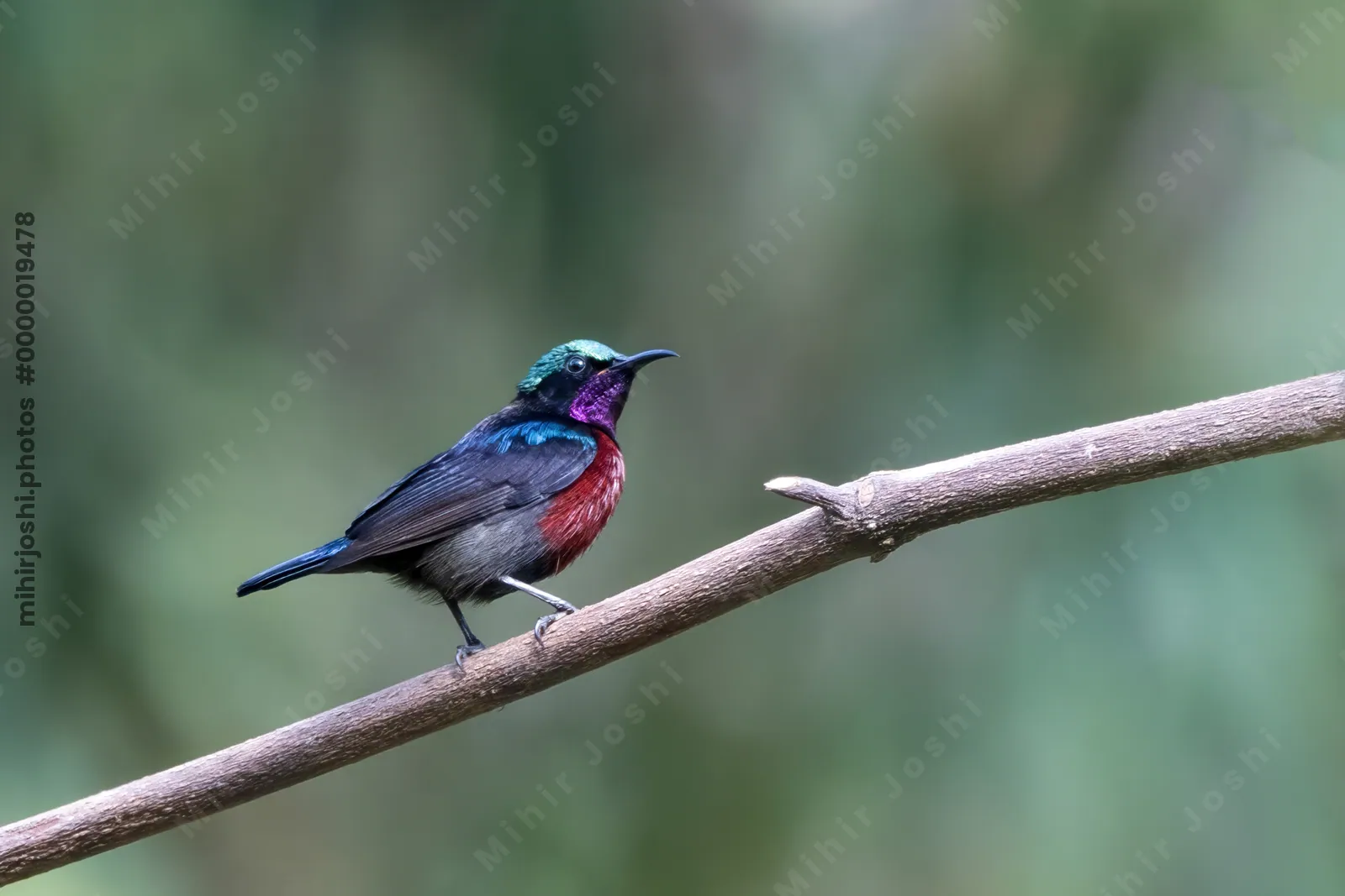 Van Hasselt's sunbird (Leptocoma brasiliana) seen at Dosdewa in Karimganj, Assam, India