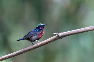 Van Hasselt's sunbird (Leptocoma brasiliana) seen at Dosdewa in Karimganj, Assam, India