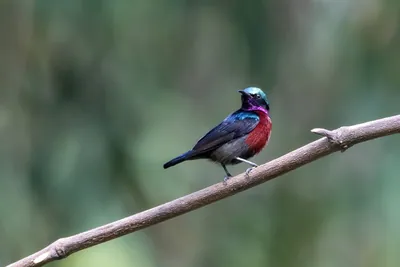 Van Hasselt's sunbird (Leptocoma brasiliana) seen at Dosdewa in Karimganj, Assam, India