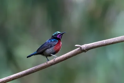 Van Hasselt's sunbird (Leptocoma brasiliana) seen at Dosdewa in Karimganj, Assam, India
