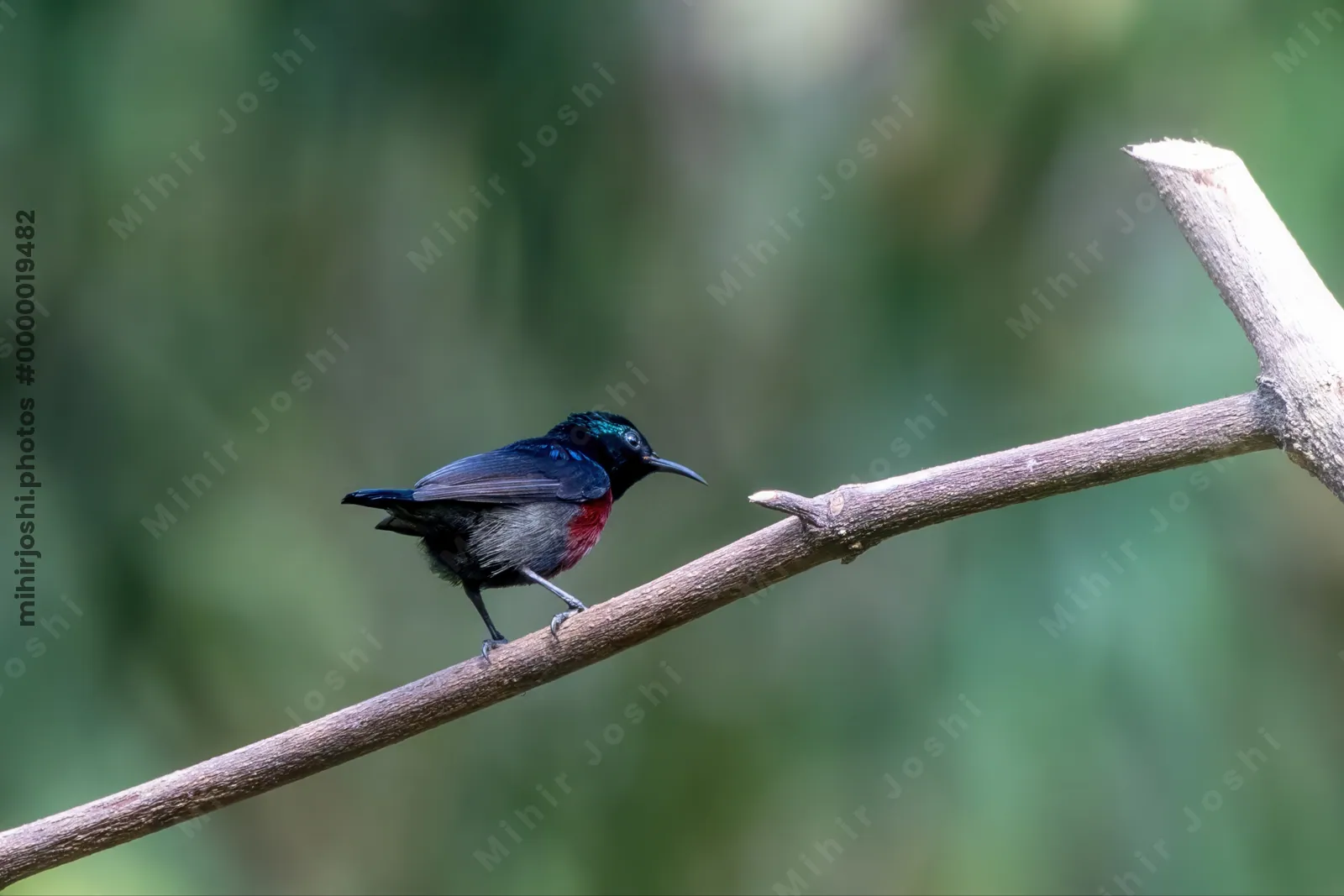 Van Hasselt's sunbird (Leptocoma brasiliana) seen at Dosdewa in Karimganj, Assam, India