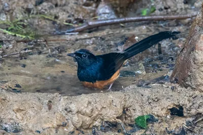 white-rumped shama (Copsychus malabaricus) seen at Dosdewa in Karimganj, Assam, India