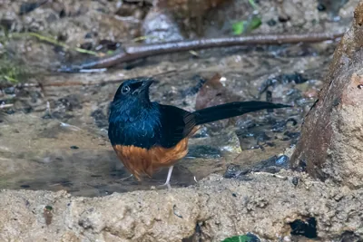 white-rumped shama (Copsychus malabaricus) seen at Dosdewa in Karimganj, Assam, India