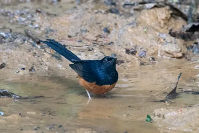 white-rumped shama (Copsychus malabaricus) seen at Dosdewa in Karimganj, Assam, India