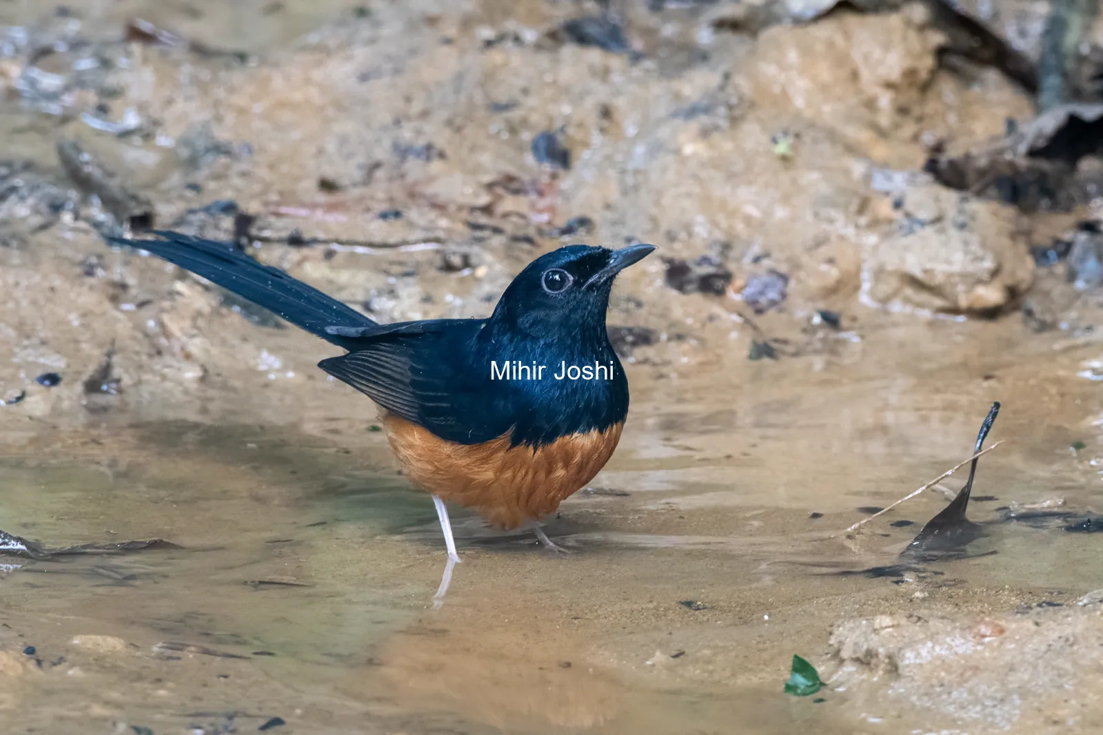 white-rumped shama (Copsychus malabaricus) seen at Dosdewa in Karimganj, Assam, India