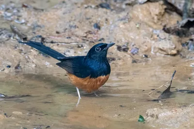 white-rumped shama (Copsychus malabaricus) seen at Dosdewa in Karimganj, Assam, India