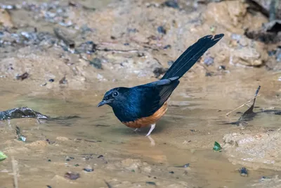 white-rumped shama (Copsychus malabaricus) seen at Dosdewa in Karimganj, Assam, India
